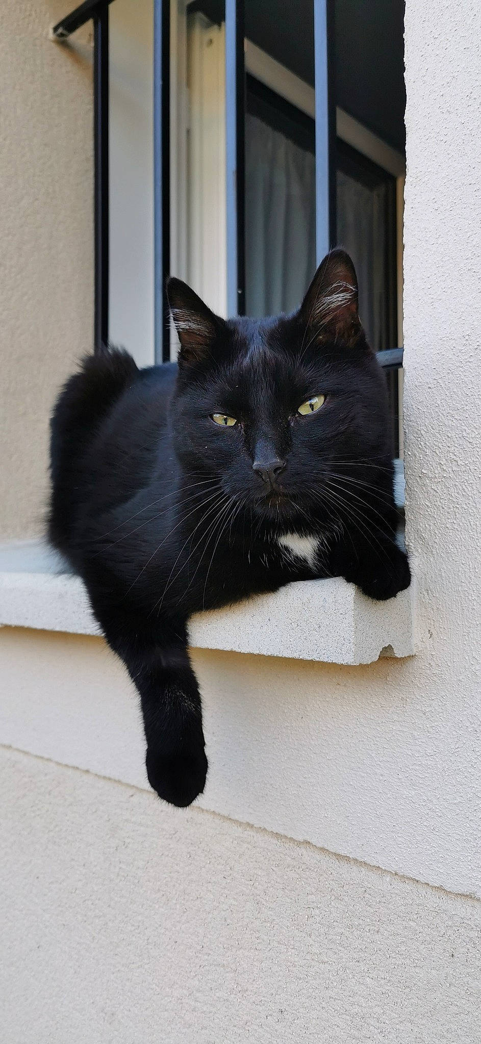Oreo participe au concours pour gagner de l'argent avec cette photo : black_cat, bombay, carnivore, cat, claw, domestic_short_haired_cat, felidae, fur, grey, mammal, rectangle, small_to_medium_sized_cats, snout, tail, terrestrial_animal, whiskers, window