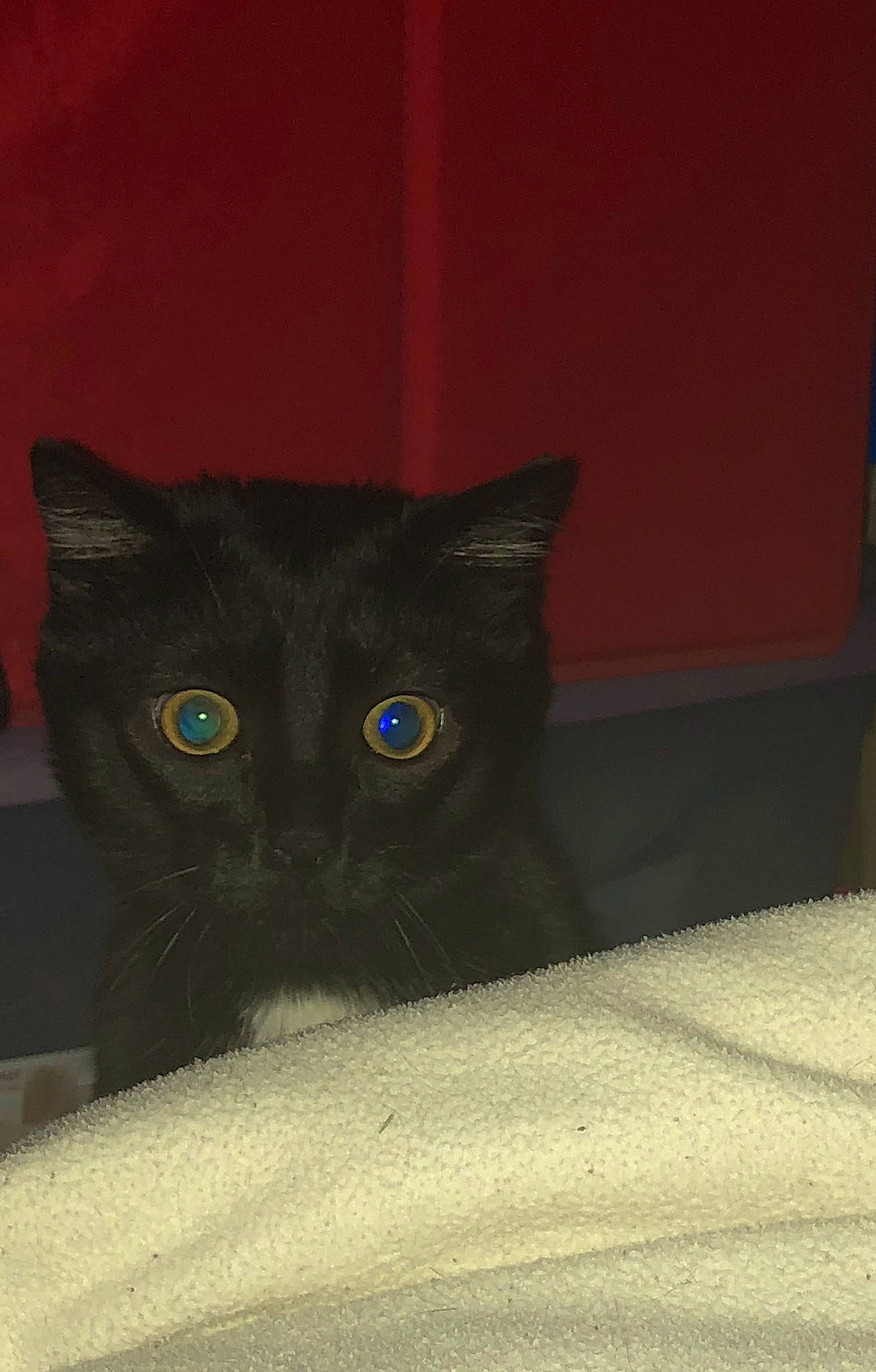 Oreo a rejoint le concours — aidez-le/la à gagner de superbes lots ! black_cat, bombay, carnivore, cat, comfort, domestic_short_haired_cat, electric_blue, eye, felidae, fur, head, human_body, iris, small_to_medium_sized_cats, snout, terrestrial_animal, whiskers