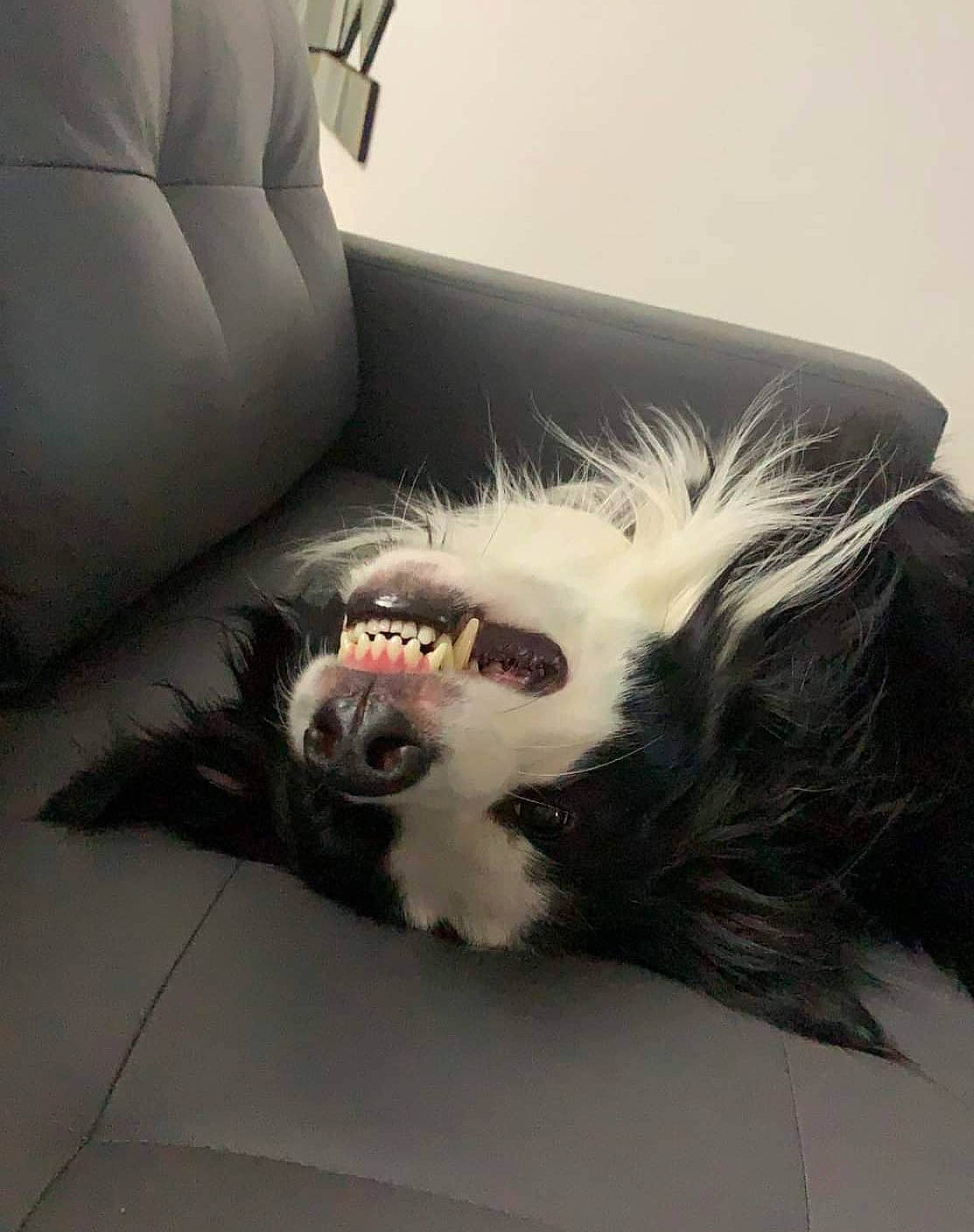 Panda participe au concours pour gagner de l'argent avec cette photo : automotive_design, canidae, carnivore, comfort, companion_dog, couch, dog_breed, eye, fang, felidae, fur, human_body, jaw, paw, small_to_medium_sized_cats, snout, sporting_group, tail, whiskers, yawn