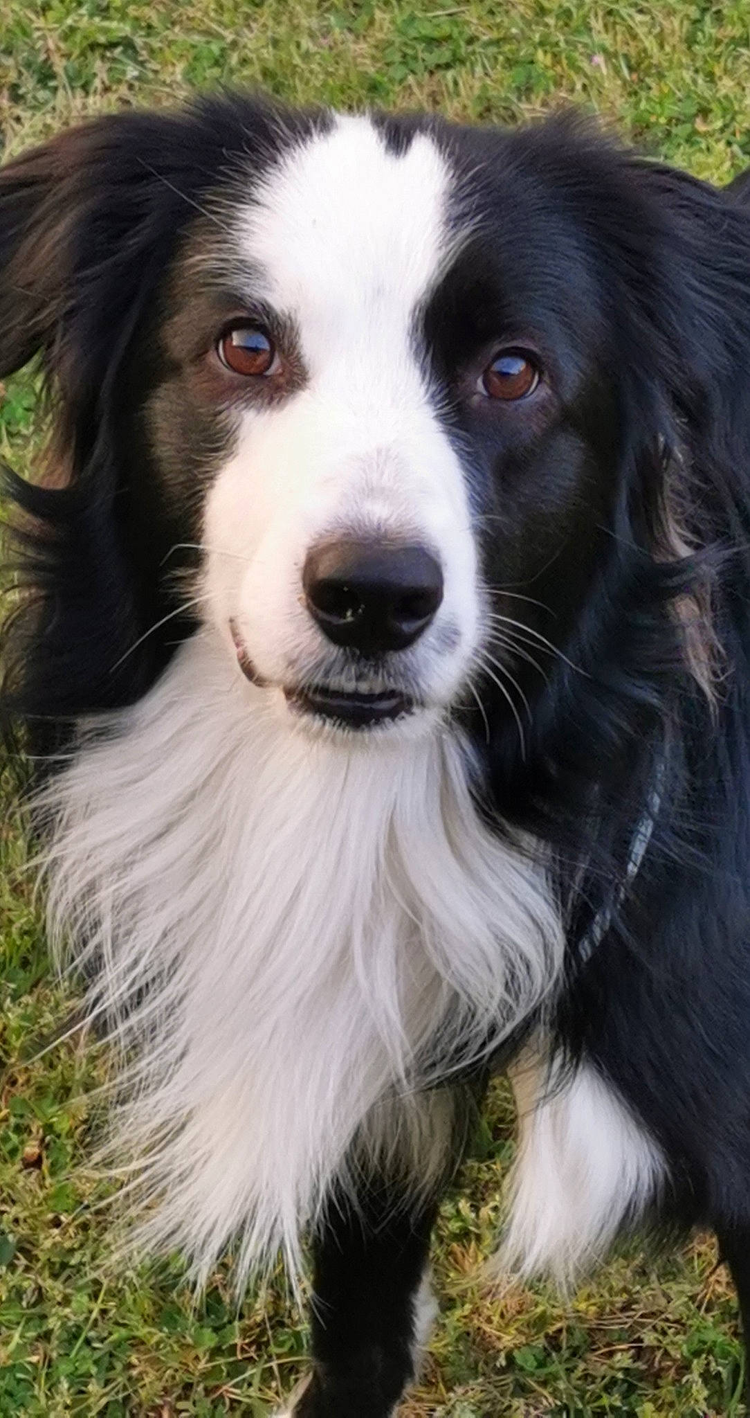 Panda a rejoint le concours — aidez-le/la à gagner de superbes lots ! ancient_dog_breeds, border_collie, canidae, carnivore, companion_dog, dog, dog_breed, fang, fur, grass, herding_dog, photography, plant, snout, sporting_group, terrestrial_animal, whiskers, working_animal, working_dog