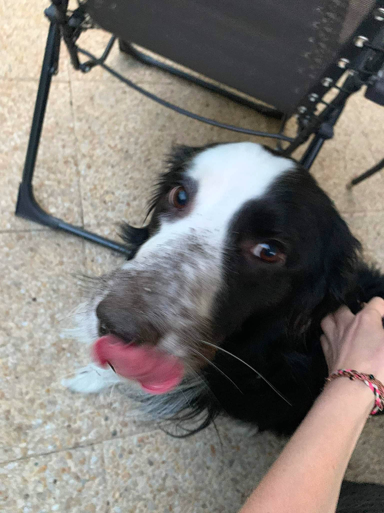 Panda participe au concours pour gagner de l'argent avec cette photo : canidae, carnivore, collar, companion_dog, dog, dog_breed, fur, herding_dog, livestock, non_sporting_group, sighthound, snout, whiskers, working_animal