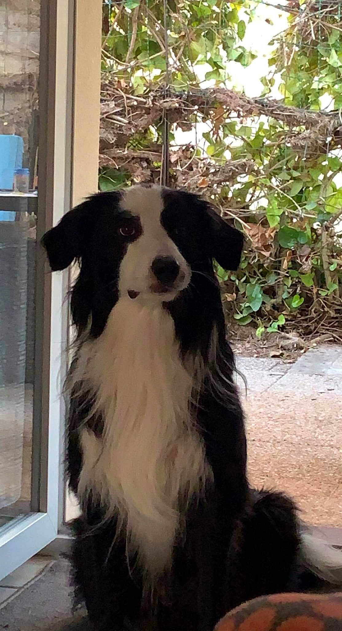 Panda a rejoint le concours — aidez-le/la à gagner de superbes lots ! border_collie, canidae, carnivore, chair, collar, companion_dog, dog, dog_breed, dog_collar, fur, herding_dog, plant, snout, sporting_group, terrestrial_animal, whiskers, window, working_animal, working_dog