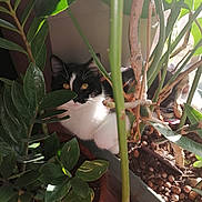 Mitaine participe au concours pour gagner de l'argent avec cette photo : animal, cat, cookware, flower, garden, herbs, jar, kitten, leaf, manx, nature, outdoors, pet, plant, planter, pot, pottedplant, pottery, vase, wood