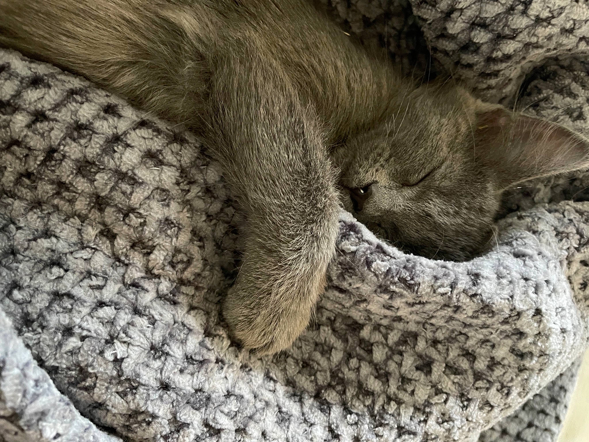 Smocky a rejoint le concours — aidez-le/la à gagner de superbes lots ! carnivore, cat, comfort, fawn, felidae, fur, grey, human_leg, pattern, small_to_medium_sized_cats, snout, suit, tail, terrestrial_animal, trunk, whiskers, wildlife, wool, woolen, woven_fabric