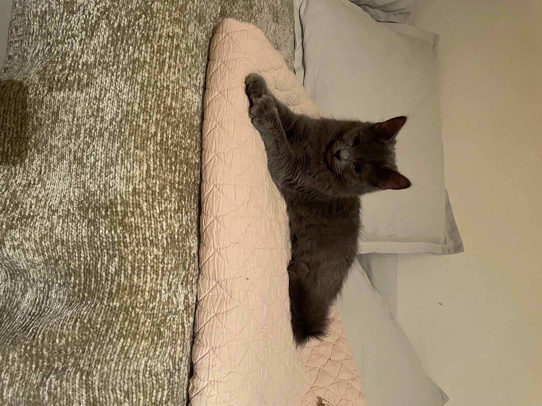 Smocky a rejoint le concours — aidez-le/la à gagner de superbes lots ! art, carnivore, cat, domestic_short_haired_cat, fawn, felidae, fur, glasses, grey, human_body, leg, plant, sculpture, small_to_medium_sized_cats, tail, tree, visual_arts, whiskers, window, wood