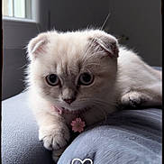 Pamuk a rejoint le concours — aidez-le/la à gagner de superbes lots ! kitten, cat, animal, pet, indoor, soft_light, collar, flower_charm, blue_surface, window, fur, cute, young, resting, whiskers, closeup, feline, adorable, domestic_cat, relaxed