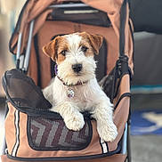 Violette participe au concours pour gagner de l'argent avec cette photo : dog, stroller, pet, brown, white, fur, collar, indoor, cute, animal, canine, paw, mesh, fabric, closeup, portrait, looking_at_camera, resting, calm, blurred_background