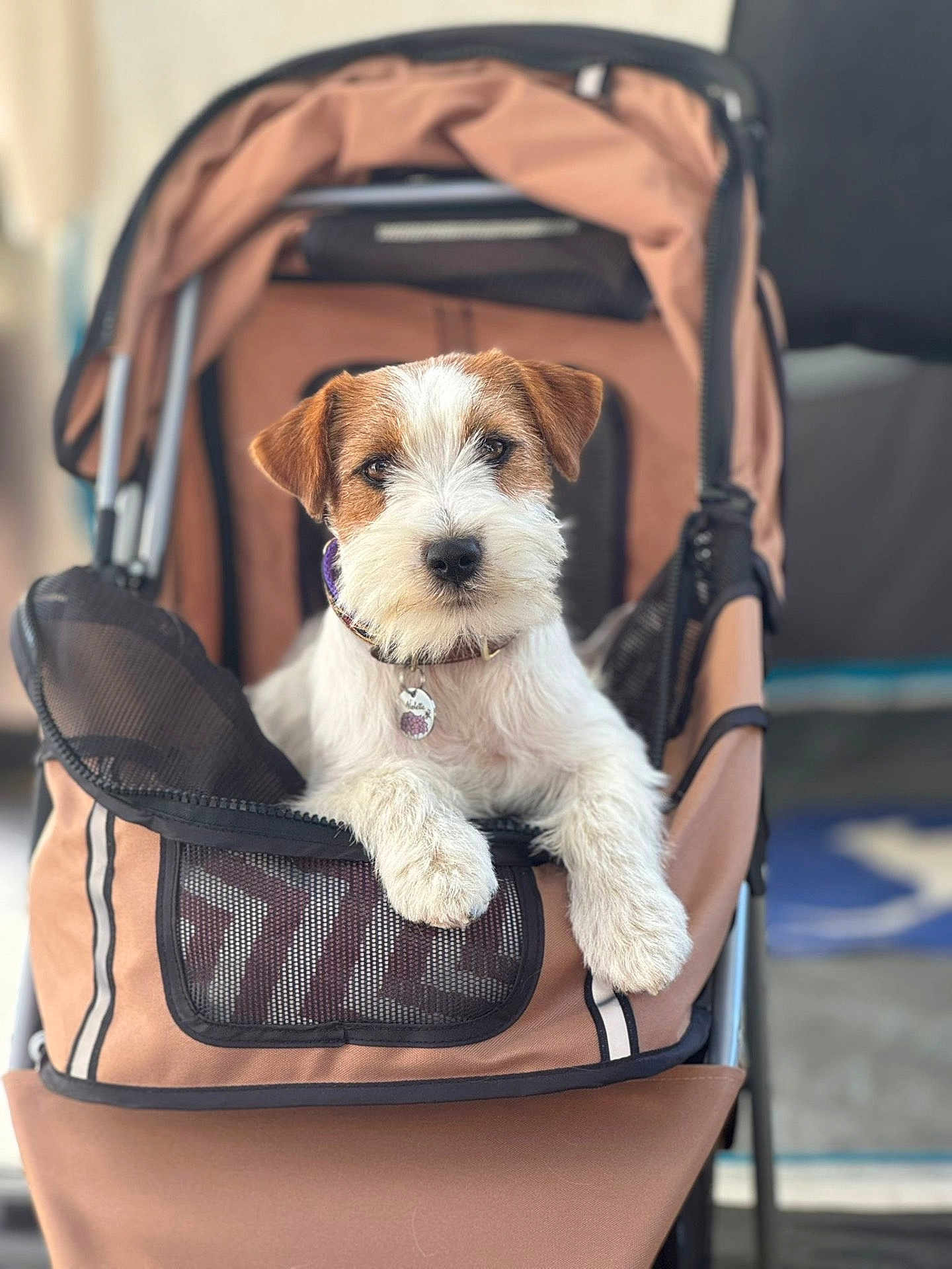 Violette participe au concours pour gagner de l'argent avec cette photo : dog, stroller, pet, brown, white, fur, collar, indoor, cute, animal, canine, paw, mesh, fabric, closeup, portrait, looking_at_camera, resting, calm, blurred_background