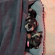 Lars is registered to the contest to win money with this photo: puppy, dog, sleeping, blanket, towel, pet_bed, cozy, young, canine, fur, nose, closed_eyes, pink_collar, snuggling, indoor, bedding, paws, head, resting, cute