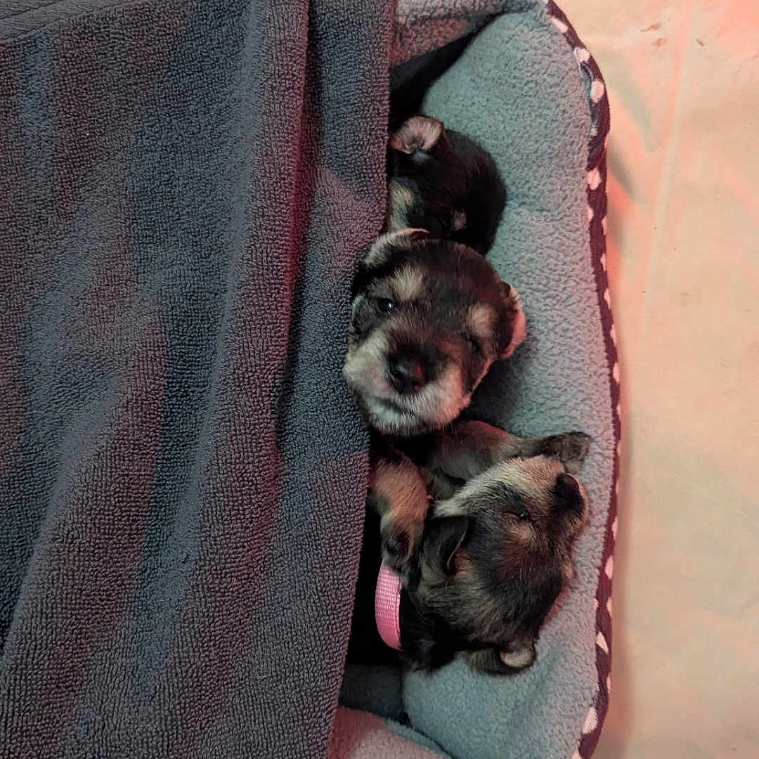 Lars is registered to the contest to win money with this photo: bedding, blanket, canine, closed_eyes, cozy, cute, dog, fur, head, indoor, nose, paws, pet_bed, pink_collar, puppy, resting, sleeping, snuggling, towel, young