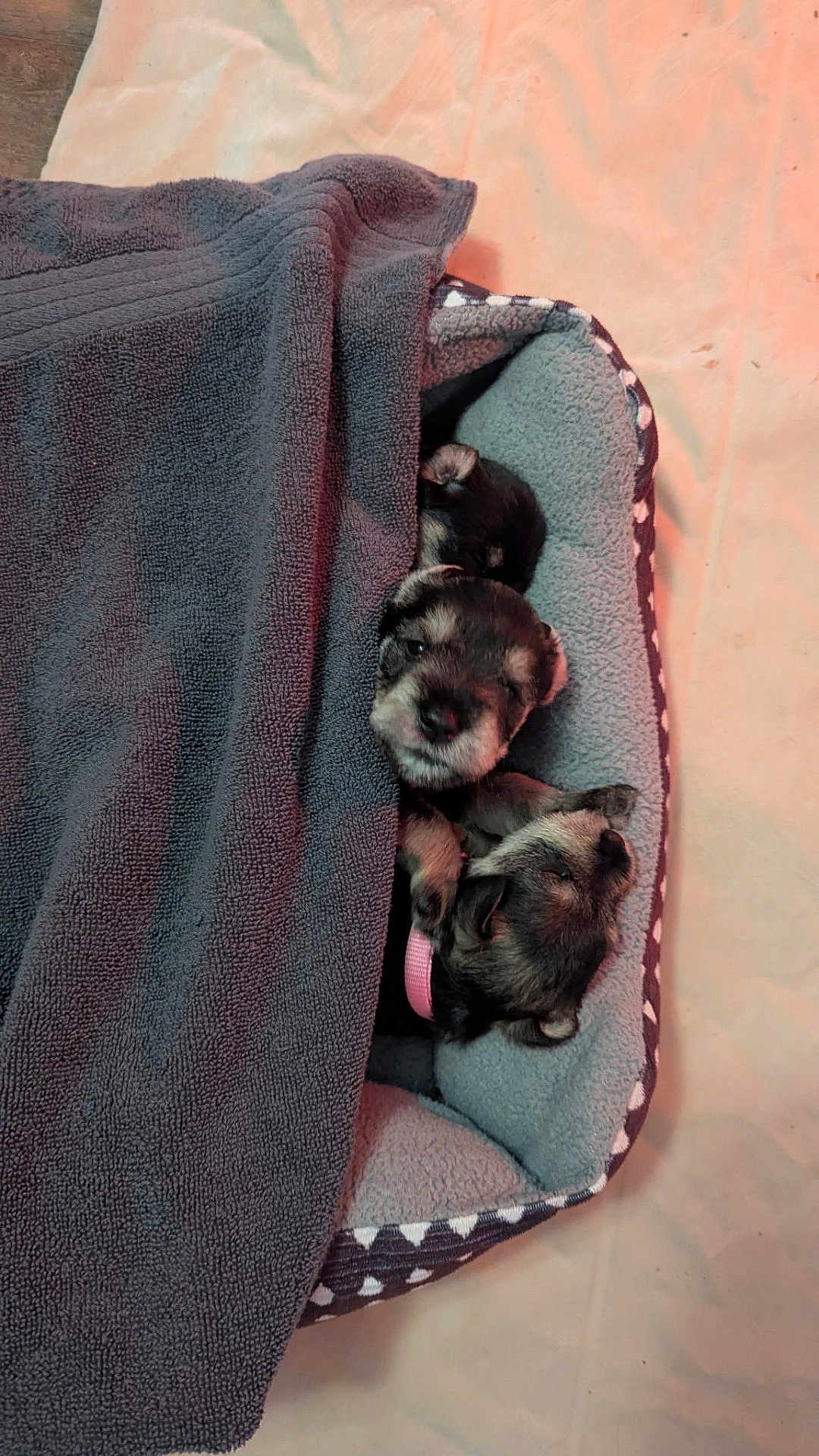 Lars is registered to the contest to win money with this photo: puppy, dog, sleeping, blanket, towel, pet_bed, cozy, young, canine, fur, nose, closed_eyes, pink_collar, snuggling, indoor, bedding, paws, head, resting, cute