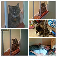 Tammy joined the competition — help win amazing prizes! american_shorthair, asian, black_cat, carnivore, cat, chartreux, domestic_short_haired_cat, european_shorthair, felidae, kitten, maine_coon, room, shelf, small_to_medium_sized_cats, tabby_cat, whiskers, wood
