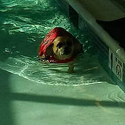 Prince is registered to the contest to win money with this photo: leisure, organism, recreation
