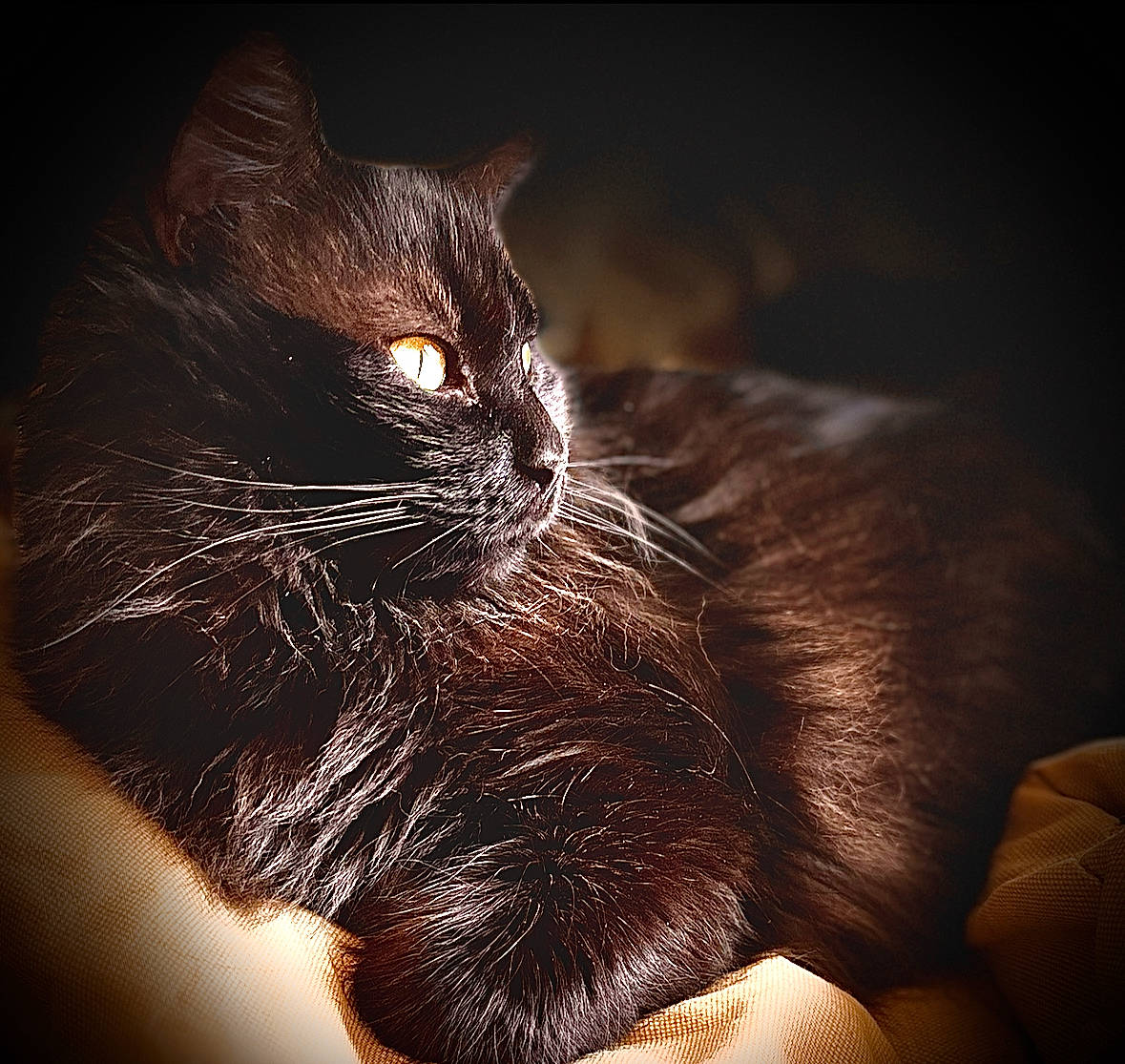 Gump is registered to the contest to win money with this photo: black_cat, carnivore, cat, claw, darkness, domestic_short_haired_cat, ear, facial_hair, felidae, flash_photography, fur, gesture, macro_photography, paw, small_to_medium_sized_cats, snout, street_light, tail, whiskers