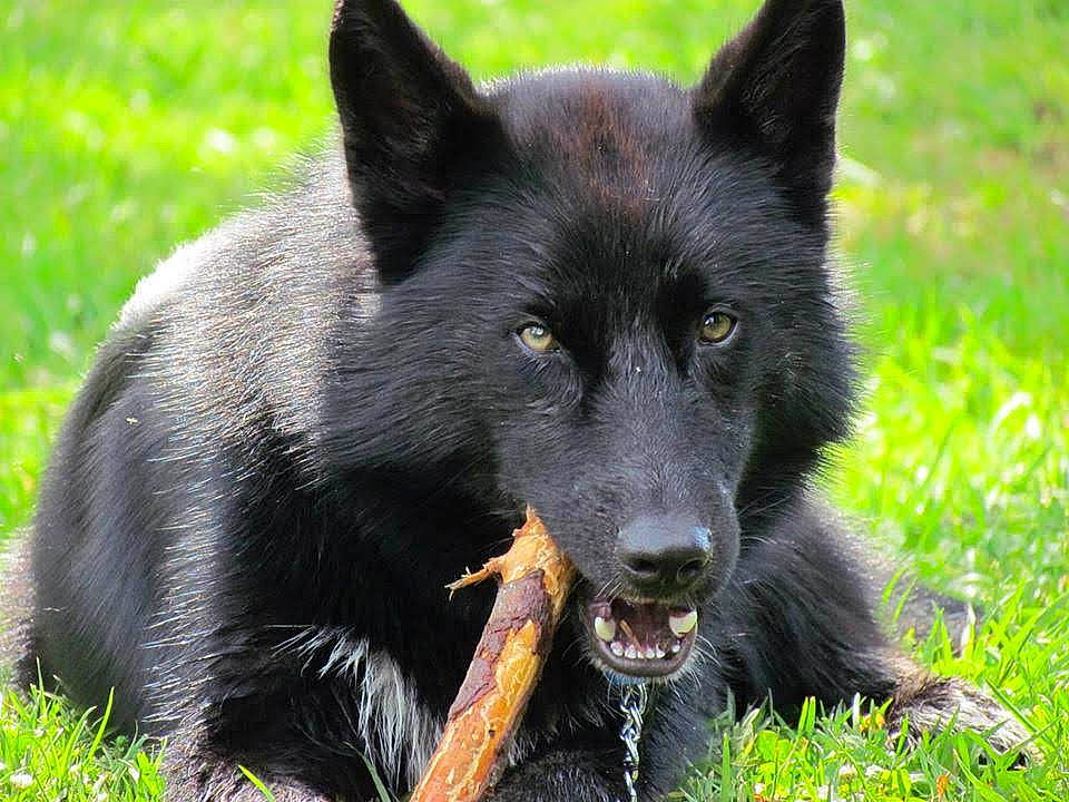 Jaxx is registered to the contest to win money with this photo: belgian_shepherd, black_norwegian_elkhound, bohemian_shepherd, canidae, carnivore, dog, dog_breed, groenendael, mammal, schipperke, shiloh_shepherd_dog, snout, vertebrate