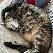 Lola is registered to the contest to win money with this photo: cat, tabby, sleeping, curled_up, couch, pillow, red_bird_pillow, cozy, furry, pet, indoor, relaxed, resting, whiskers, tail, fur, home, comfort, nap, animal