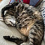 cat, tabby, sleeping, curled_up, couch, pillow, red_bird_pillow, cozy, furry, pet, indoor, relaxed, resting, whiskers, tail, fur, home, comfort, nap, animal