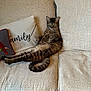 Lola joined the competition — help win amazing prizes! cat, tabby_cat, couch, sofa, pillow, family, indoor, feline, pet, relaxed, tabby, striped, fur, whiskers, tail, legs, resting, home, cozy, animal