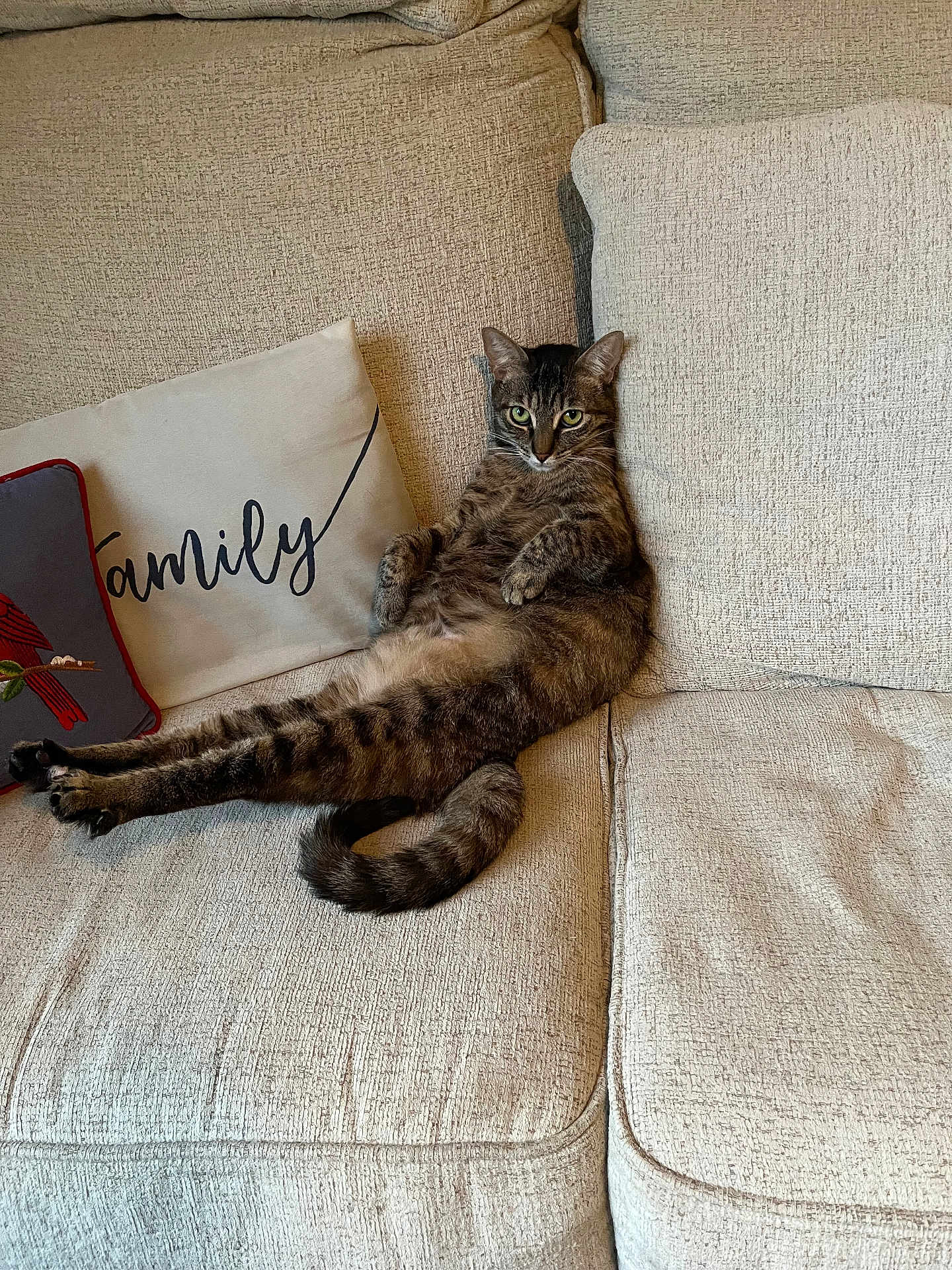 Lola joined the competition — help win amazing prizes! cat, tabby_cat, couch, sofa, pillow, family, indoor, feline, pet, relaxed, tabby, striped, fur, whiskers, tail, legs, resting, home, cozy, animal