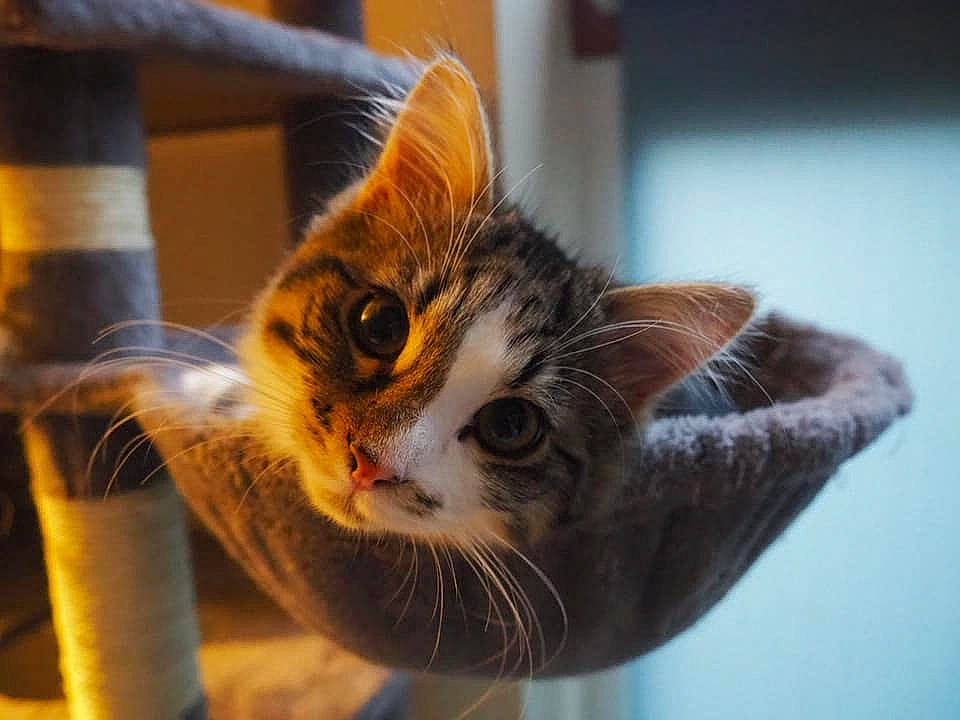 Merry a rejoint le concours — aidez-le/la à gagner de superbes lots ! carnivore, cat, cat_supply, domestic_short_haired_cat, felidae, fur, orange, pet_supply, small_to_medium_sized_cats, snout, tabby_cat, whiskers