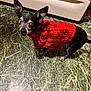 dog, small_dog, chihuahua, pet, red_sweater, knit_sweater, indoor, kitchen, oven, green_tile_floor, marble_floor, pointy_ears, gray_muzzle, cloudy_eyes, looking_up, standing, small_paws, black_coat, senior_dog, cute