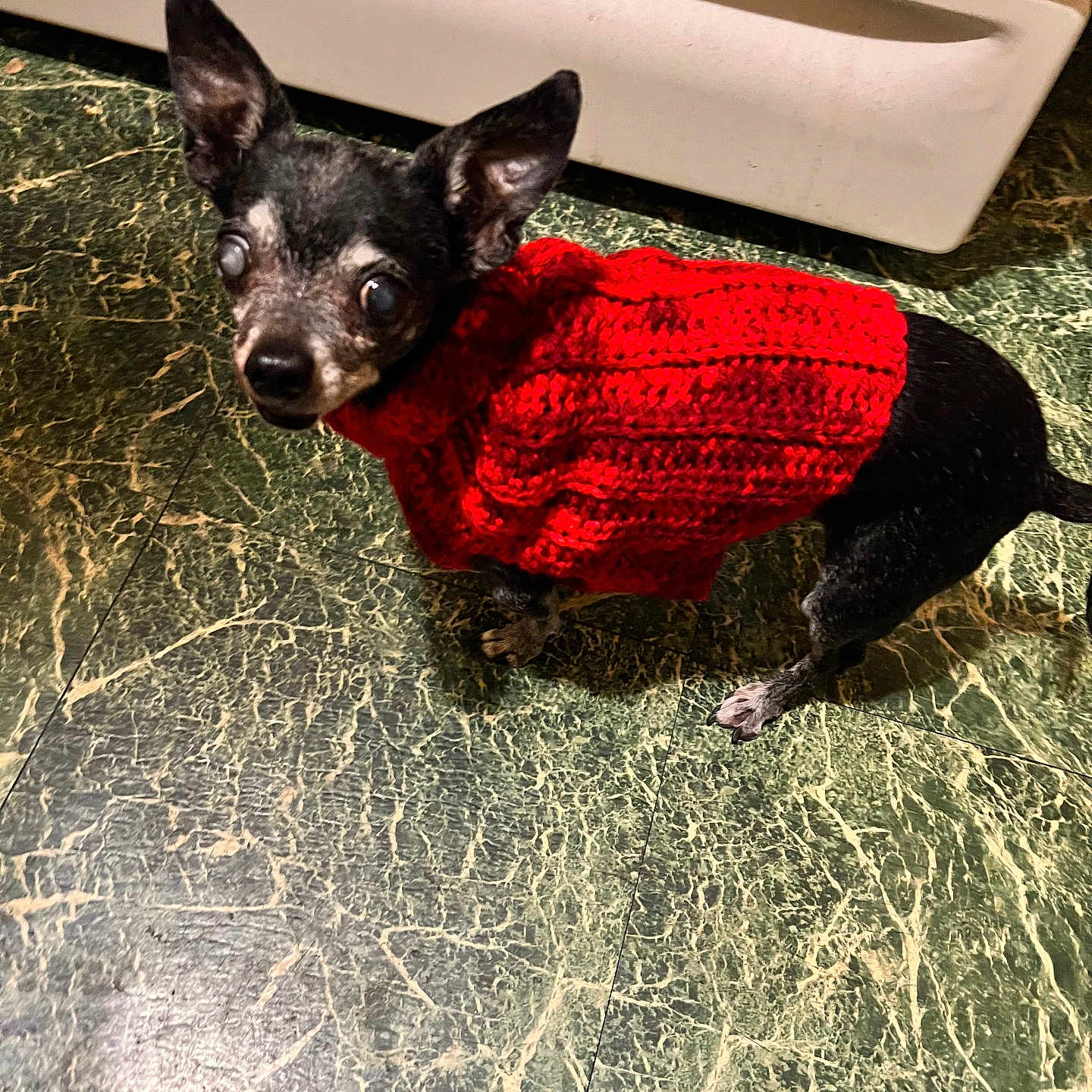 Chiquita is registered to the contest to win money with this photo: black_coat, chihuahua, cloudy_eyes, cute, dog, gray_muzzle, green_tile_floor, indoor, kitchen, knit_sweater, looking_up, marble_floor, oven, pet, pointy_ears, red_sweater, senior_dog, small_dog, small_paws, standing
