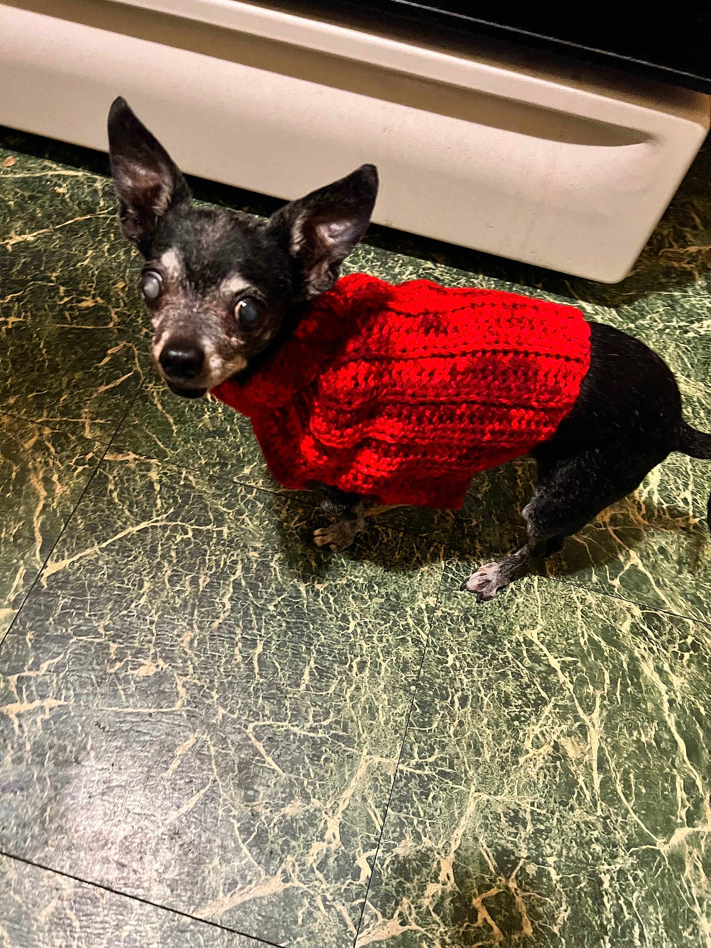 Chiquita is registered to the contest to win money with this photo: dog, small_dog, chihuahua, pet, red_sweater, knit_sweater, indoor, kitchen, oven, green_tile_floor, marble_floor, pointy_ears, gray_muzzle, cloudy_eyes, looking_up, standing, small_paws, black_coat, senior_dog, cute