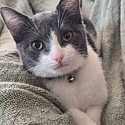 Gracie joined the competition — help win amazing prizes! animal, bell, blanket, cat, close_up, collar, couch, cozy, ears, eyes, feline, gray_and_white, indoor, kitten, looking_at_camera, pet, pink_nose, portrait, relaxed, whiskers