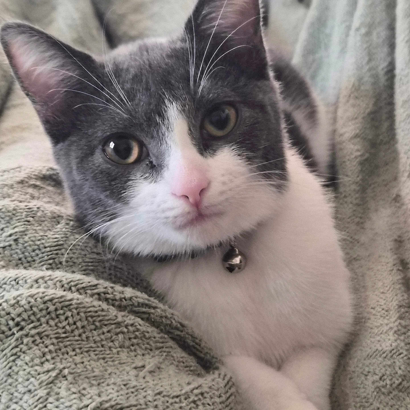 Gracie joined the competition — help win amazing prizes! animal, bell, blanket, cat, close_up, collar, couch, cozy, ears, eyes, feline, gray_and_white, indoor, kitten, looking_at_camera, pet, pink_nose, portrait, relaxed, whiskers