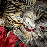 cat, cats, tabby, sleeping, cuddling, curled_up, furry, whiskers, ears, closed_eyes, pink_nose, paws, animal, pets, companion_animals, red_blanket, cozy, indoors, close_up, portrait