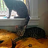 animal, blanket, cat, cozy, curious, domestic, feline, home, indoor, looking_out, pet, relaxed, resting, striped, sunlight, tabby_cat, two_cats, window, windowsill, yellow_blanket