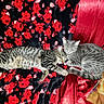 cat, cats, kitten, tabby, striped_fur, sleeping, cuddling, pet, feline, animal, whiskers, ears, tail, cozy, blanket, floral_pattern, red, black, indoor, portrait