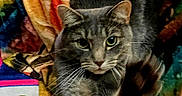Maxene is registered to the contest to win money with this photo: animal, blanket, cat, claws, closeup, colorful, cozy, cute, eyes, face, feline, focused, fur, gray_tabby, indoor, paw, pet, soft, stretching, whiskers