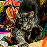 animal, blanket, cat, claws, closeup, colorful, cozy, cute, eyes, face, feline, focused, fur, gray_tabby, indoor, paw, pet, soft, stretching, whiskers