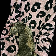 Maxene is registered to the contest to win money with this photo: cat, tabby, animal, pet, feline, resting, blanket, leopard_print, pink, black, cozy, fur, domestic_animal, relaxed, cute, sleepy, indoor, soft_texture, laying_down, comfortable