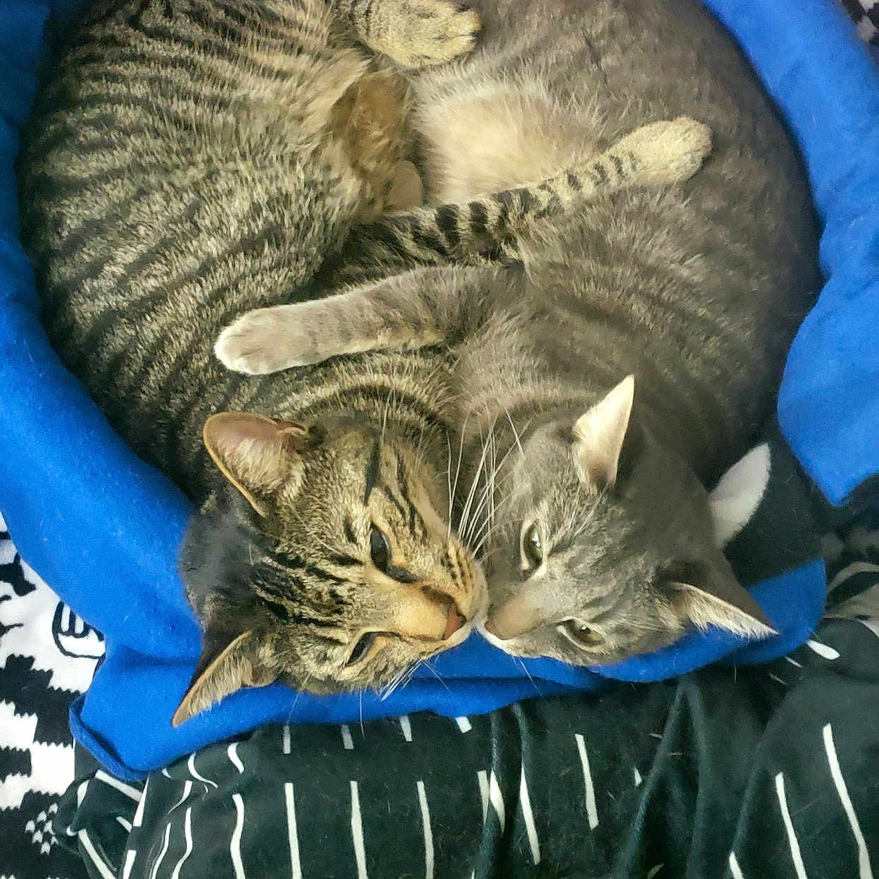 O'Malley And Maxine is registered to the contest to win money with this photo: cat, pet_bed, tabby_cat, gray_cat, feline, sleeping, cuddling, cozy, indoor, animal, fur, whiskers, ears, nose_touch, resting, companion, cute, bed, striped, patterned_blanket