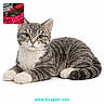 Maxene is registered to the contest to win money with this photo: animal, cat, close_up, cozy_blanket, domestic_cat, ears, feline, gray_tabby, inset_photo, lying_down, pet, pink_nose, portrait, red_blanket, striped_fur, studio_background, website_text, whiskers, white_paws, yellow_eyes