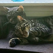 O'Malley And Maxine is registered to the contest to win money with this photo: cat, tabby_cat, sleeping, resting, window, windowsill, indoor, pets, fur, whiskers, cozy, together, companions, animal, cute, domestic_cat, relaxation, friendship, two_animals, peaceful