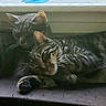 cat, tabby_cat, sleeping, resting, window, windowsill, indoor, pets, fur, whiskers, cozy, together, companions, animal, cute, domestic_cat, relaxation, friendship, two_animals, peaceful