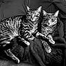O'Malley And Maxine joined the competition — help win amazing prizes! cat, tabby, animal, pet, feline, striped, cozy, blanket, resting, pair, companion, fur, whiskers, ears, cute, indoor, closeup, black_and_white, relaxed, snuggling