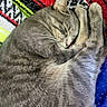 blanket, cat, close_up, colorful_blanket, cozy, curled_up, cute, domestic_cat, feline, fur, gray_tabby, indoor, paw, peaceful, pet, quiet, resting, sleeping, striped_blanket, whiskers