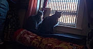 Maxene is registered to the contest to win money with this photo: animal, blinds, cat, companions, cozy, curtains, cushion, domestic, furniture, home, indoor, light, looking_outside, pets, quiet, resting, shadow, silhouette, two_animals, window