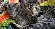 O'Malley And Maxine joined the competition — help win amazing prizes! cat, cats, tabby_cat, gray_cat, feline, pet, animal, snuggling, cozy, blanket, colorful, pattern, fur, whiskers, ears, eyes, indoor, resting, cute, companions