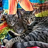 cat, cats, tabby_cat, gray_cat, feline, pet, animal, snuggling, cozy, blanket, colorful, pattern, fur, whiskers, ears, eyes, indoor, resting, cute, companions