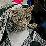 Maxene is registered to the contest to win money with this photo: cat, tabby, animal, pet, blanket, cozy, fur, whiskers, indoor, resting, cute, curious, closeup, face, ears, eyes, soft, warm, comfort, feline