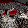 cats, tabby_cats, sleeping, napping, furry, striped, gray_cat, brown_cat, pet, animals, bed, red_blanket, indoor, cozy, relaxed, whiskers, paws, closeup, cuddling, photography