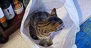 O'Malley is registered to the contest to win money with this photo: bottle, box, cat, colorful, container, curious, domestic, feline, floor, household, indoor, jar, pantry, pet, rug, shelf, shopping_bag, sitting, tabby, tile