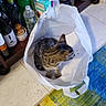 O'Malley is registered to the contest to win money with this photo: bottle, box, cat, colorful, container, curious, domestic, feline, floor, household, indoor, jar, pantry, pet, rug, shelf, shopping_bag, sitting, tabby, tile