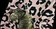 O'Malley is registered to the contest to win money with this photo: animal, black, blanket, cat, comfort, cozy, cute, fur, furry, indoor, leopard_print, looking_up, patterned, pet, pink, relaxed, resting, sleeping, soft_texture, tabby_cat