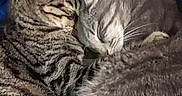 O'Malley joined the competition — help win amazing prizes! animal, blanket, blue_blanket, cat, comfortable, cozy, cute, domestic, friendship, fur, gray_cat, indoor, mammal, pet, red_blanket, resting, sleeping, snuggling, tabby_cat, whiskers